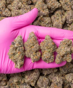 Kup Baked Bags Gushers – Premium THCa Flower Polska